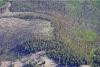 Tree deaths in New Mexico tripled in 2025 as warming summers increases insects, stress on forests