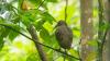 Paradise for endemics