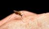 WEST NILE VIRUS CONFIRMED IN NEBRASKA