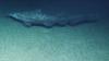 University of Hawaiʻi oceanographers report first live observations of the elusive goblin shark