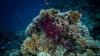 Vast areas of coral could resist climate change - study