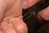 Lyme Disease