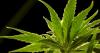 Careers in cannabis: New industry certification programs on offer at UNLV