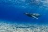 French Polynesia Protects Biodiverse Ocean Area Twice the Size of Arizona Teeming with Life