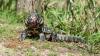 Wildlife officials race to stop 4-foot tegu lizards as invasive egg raiders spread across the South