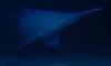 The animal with a face 'not even a mother would love': Elusive goblin shark is seen alive in its natural habitat for the first time