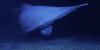 Shark with face ‘not even mother would love’ spotted at sea by scientists