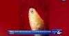 The State of Idaho is Responding to the New World Screwworm