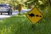 Minnesota Opinion: Be ready to offer migrating turtles a hand