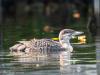 Minnesota Loon Rescue needs more volunteers