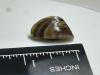 Zebra mussels detected at western Minnesota lake