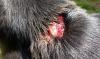 Flesh-eating screwworm found in New Mexico dog as outbreak appears to spread beyond Texas