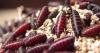 Florida bans shelter animal imports from Texas and New Mexico over flesh-eating screwworm