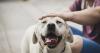 To prevent screwworm, Florida blocks rescue and shelter pets from Texas, New Mexico