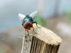 New Screwworm Cases in Texas and New Mexico Raise Alarm for U.S. Cattle Industry