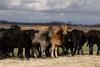 FDA Approves Emergency Screwworm Treatment—As Cases Rise To 7 In Texas, New Mexico