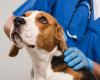 Animal Services | Rabies Vaccination Clinic