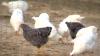 445 birds euthanized due to bird flu outbreak at Rhode Island market