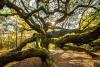 South Carolina's 400-year-old Angel Oak looks like a living cathedral — and locals fiercely protect it