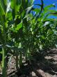 SW Minnesota agronomist gives crops an ‘A’