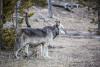 Wyoming’s Wolves May Be Bigger, But That Doesn’t Mean They’re ‘Superwolves’