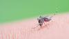 Iowa HHS Reports First Confirmed Case of West Nile Virus This Year