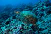 Trump revokes critical ecosystem protections for vast swaths of the Pacific