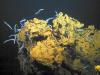 Experts say ‘bare bones’ US laws are unfit to regulate deep-sea mining industry