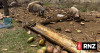 Super Typhoon Sinlaku wipes out up to 60 percent of Saipan livestock