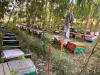 Stung by climate change, K-P's beekeepers struggle