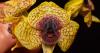 How AI is identifying millions of plant species in 'biodiversity revolution' to boost conservation