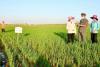 North Korea pushes fourth weeding round, straining mobilized workers