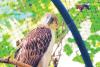 Girlie, oldest Philippine Eagle in captivity, 'issued' senior, PWD cards