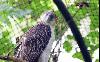 Philippine eagle outlives lifespan in captivity, a win in conservation
