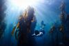 World Oceans Day: Marine protected areas surpass 10% mark in 2026