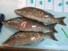 New study examines biology of longnose emperor in Palau