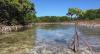 Mangrove Loss Worldwide Is Now Reversing—with More, Denser Forests Than 20 Years Ago