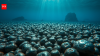 Billions under the Pacific Ocean: Apple-sized metal-rich rocks that could power the future of electric cars