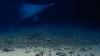 Watch a Rare Goblin Shark Filmed Alive in Its Natural Habitat for the First Time