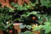 EU, Germany and Albania Launch EU4Food Safety Project