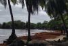 Sargassum Arrivals Break Records in Costa Rica’s Caribbean