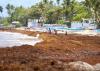 Researchers at Intec extract high-value raw materials from sargassum for various industries