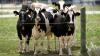 New World screwworm fly threatens $113B US cattle industry after reappearance