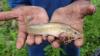 Locals 'blessed' as hundreds of fish rain from the sky in mystery phenomenon in Honduras