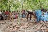 Global ofi ingredients group makes continued strides on cocoa sustainability