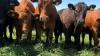 Analysis: China to reshape global trade flows for beef