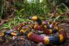 The Hidden Elegance and Real Danger of One of the Neotropics Most Misunderstood Venomous Reptiles: Coral Snakes in Panama