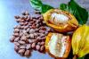 Cocoa Price Slump Drags Down CEMAC Agricultural Export Earnings