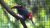 See the names picked for 3 new exotic birds at Bergen County Zoo
