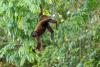 Tropical Forest AI Was Only Looking Down — TropiCam Changes That